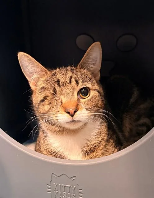 A young small-sized male Domestic Short Hair cat named William for adoption in Leesburg, VA