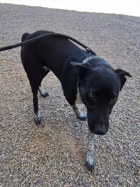 An adult large-sized male Australian Cattle Dog / Blue Heeler dog named Pinto for adoption in Mesa, AZ