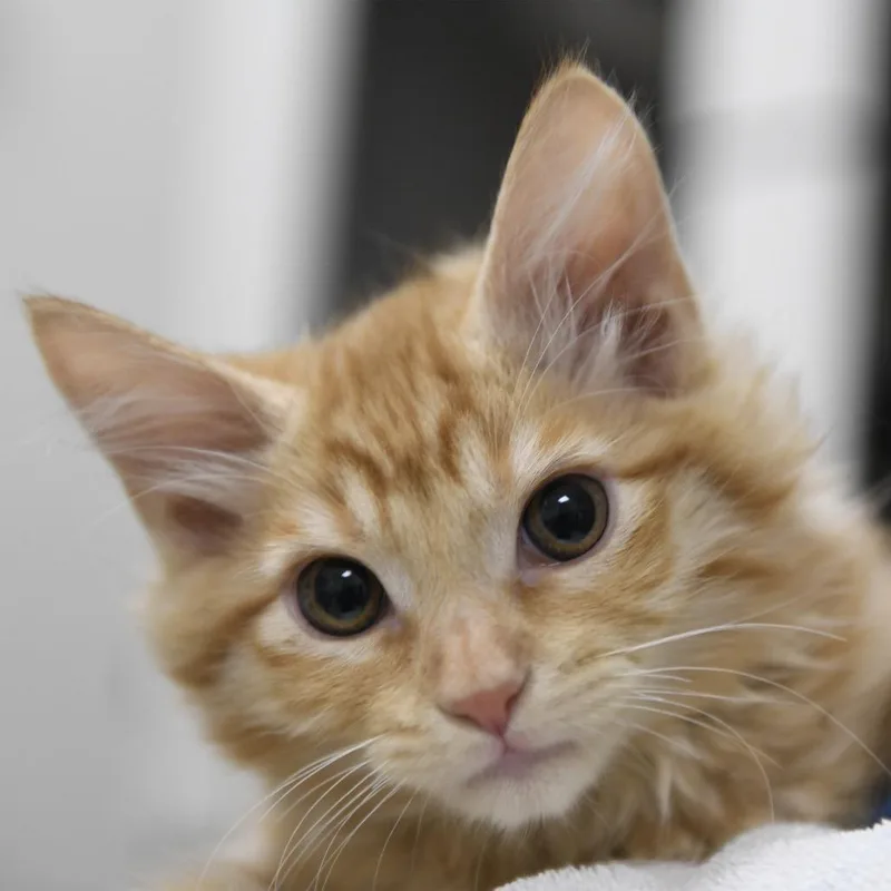 A baby small-sized male Domestic Medium Hair cat named Georgie for adoption in Redwood City, CA