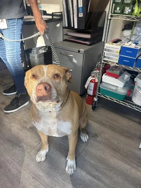An adult large-sized male Pit Bull Terrier dog named Eddie for adoption in San Jose, CA
