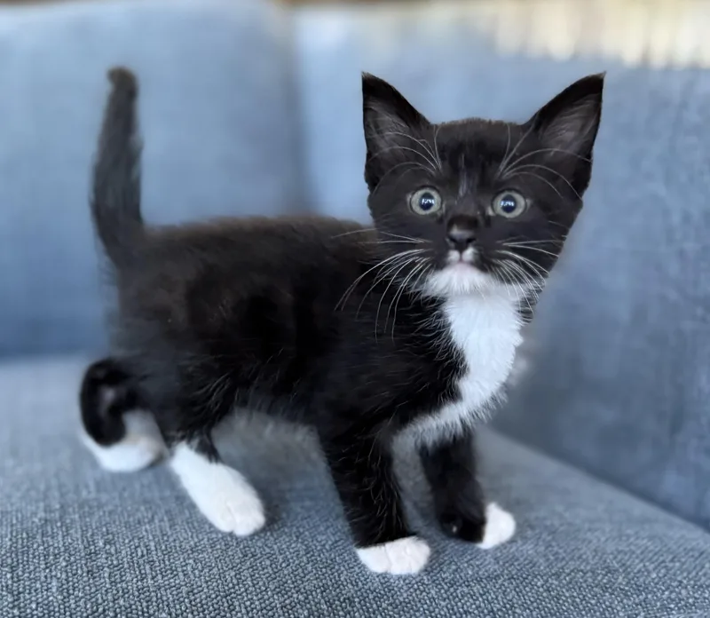 A baby medium-sized female Black Domestic Short Hair cat named Hurricane for adoption in Fruit Heights, UT