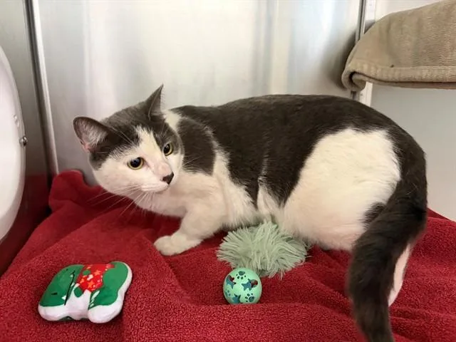 A young medium-sized female Domestic Short Hair cat named Nancy for adoption in Santa Maria, CA