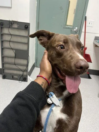 A young large-sized female Mixed Breed dog named Coachella for adoption in Oakland, CA