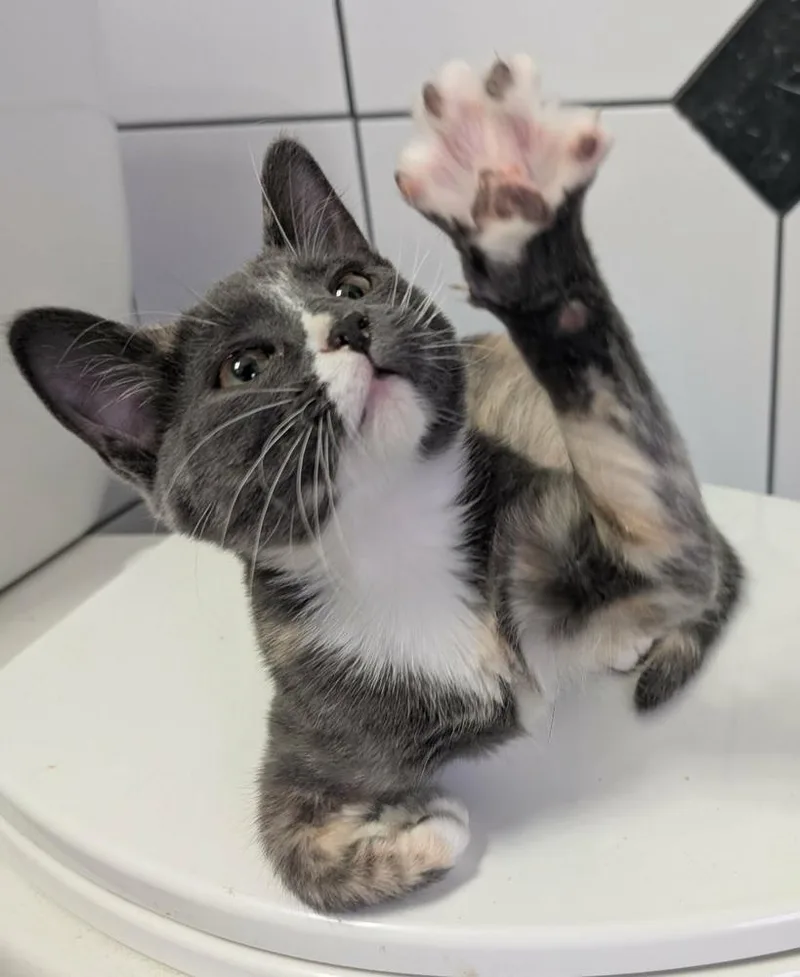 A baby small-sized female Gray / Blue / Silver Domestic Short Hair cat named Bubble for adoption in Homer Glen, IL