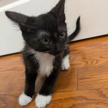 A baby small-sized female Black Domestic Short Hair cat named Virginia for adoption in South Elgin, IL