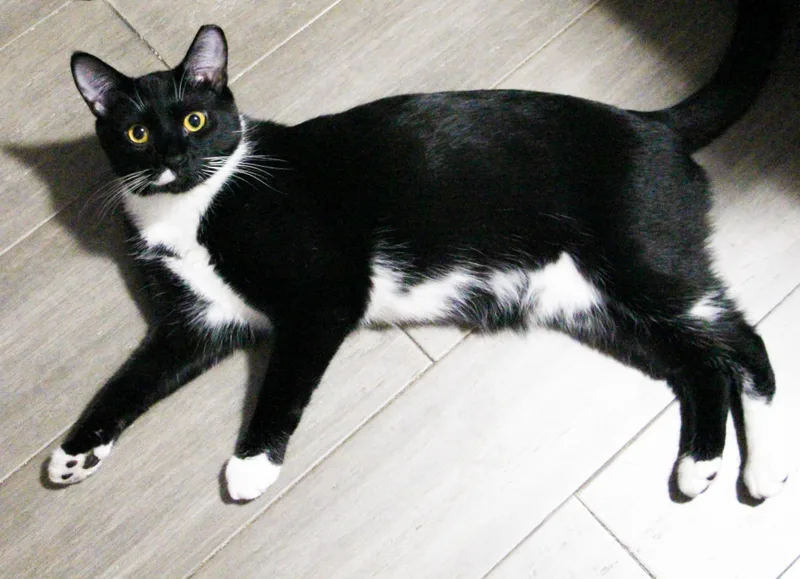 Cedar & Cypress N. thumbnail 2