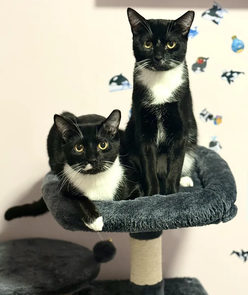 Cedar & Cypress N. thumbnail 4