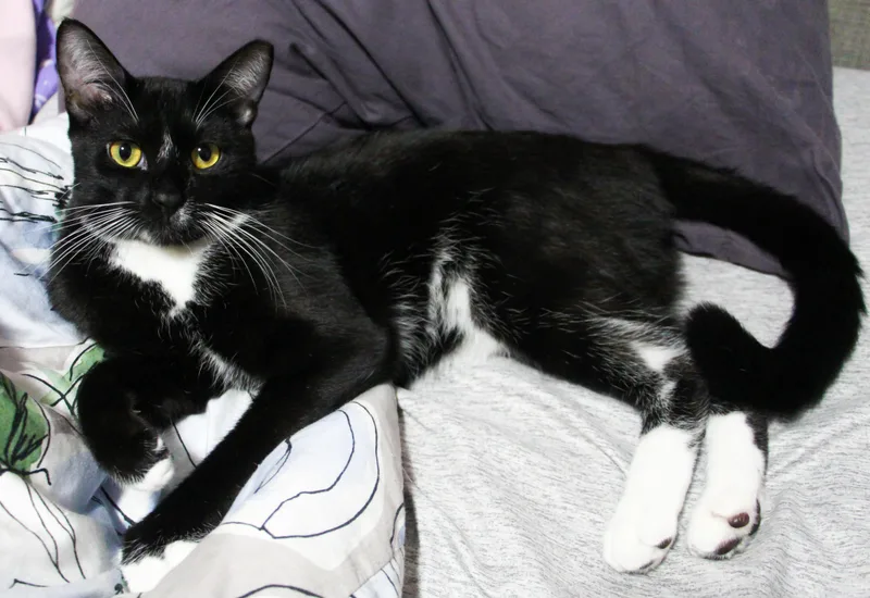 Cedar & Cypress N. thumbnail 5