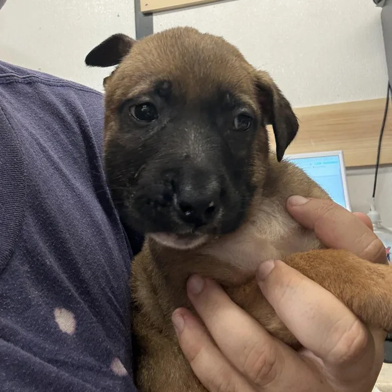 A baby small-sized female Yellow / Tan / Blond / Fawn Shepherd dog named Chipmunk for adoption in Lake Jackson, TX