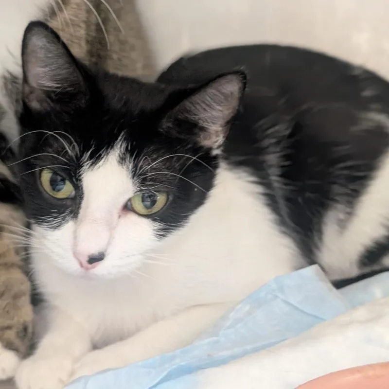 An adult medium-sized female Black Domestic Short Hair cat named Thing for adoption in Sand Springs, OK
