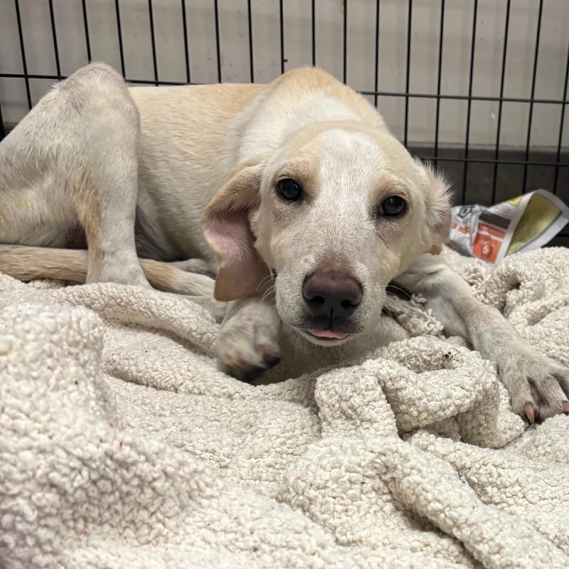 A baby medium-sized female Yellow / Tan / Blond / Fawn Labrador Retriever dog named Sirius for adoption in West Point, MS