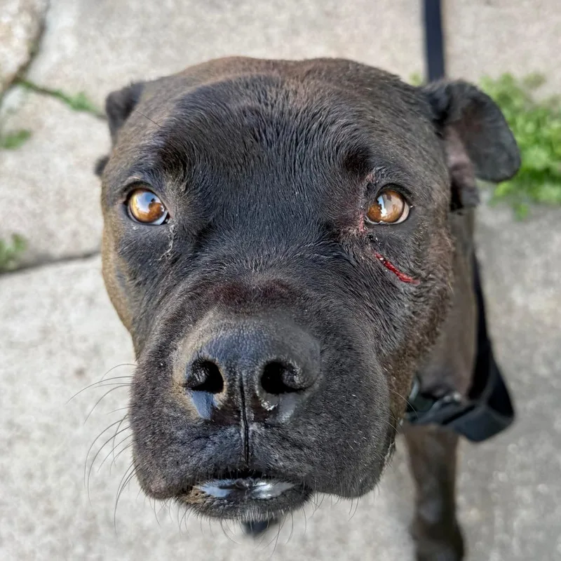 Mr. Wiggins thumbnail 4