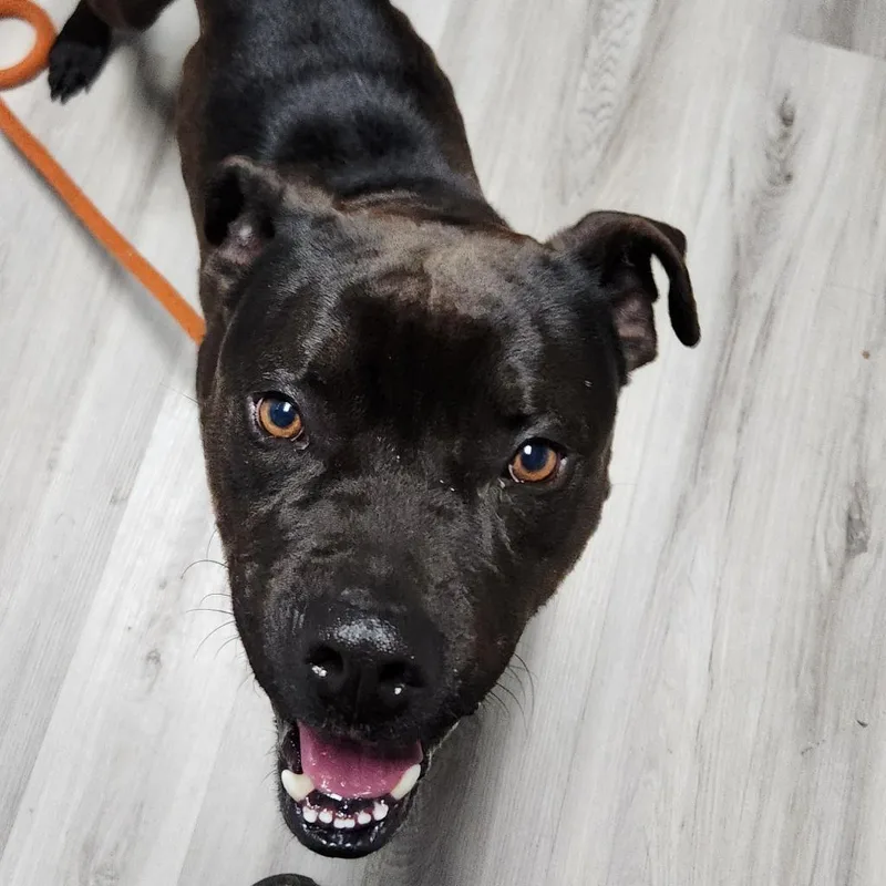 Mr. Wiggins thumbnail 5