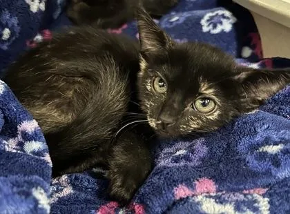 A baby small-sized female Domestic Short Hair cat named April for adoption in Phoenix, AZ