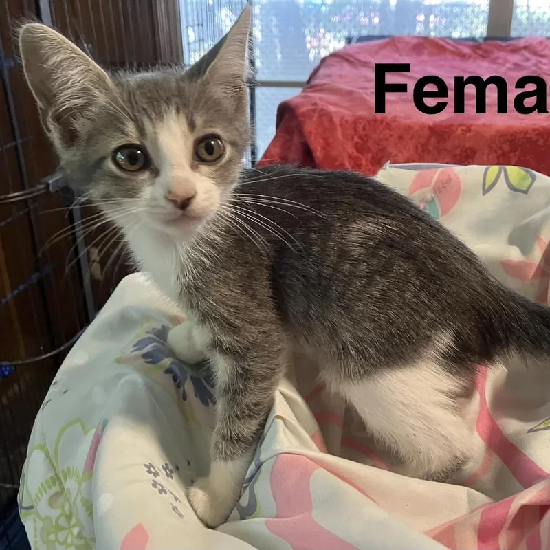 A baby small-sized female Gray / Blue / Silver Domestic Short Hair cat named Loosey Goosey for adoption in Austin, TX