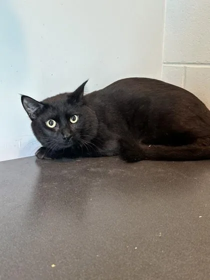 A young small-sized male Domestic Short Hair cat named Bagheera for adoption in Palm Coast, FL