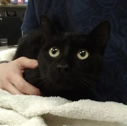 Bagheera thumbnail 2
