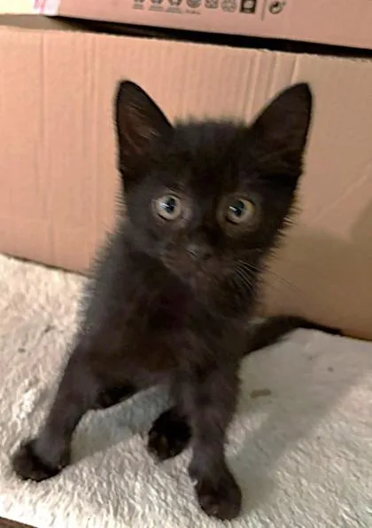 A baby small-sized male Black Domestic Short Hair cat named Praying Mantis Bee for adoption in Kansas City, MO
