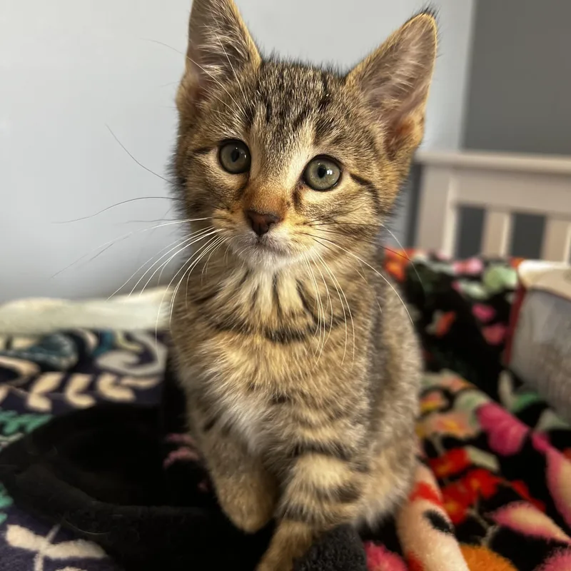 A baby small-sized male Tabby (Brown / Chocolate) Domestic Short Hair cat named Wonton for adoption in Syosset, NY