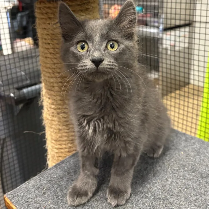 A baby small-sized female Gray / Blue / Silver Domestic Long Hair cat named Fern for adoption in Morgan Hill, CA