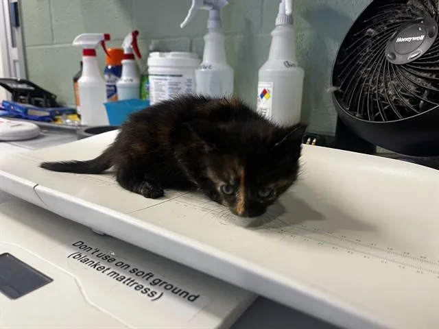 A baby small-sized female Domestic Short Hair cat named Baby Tortilla for adoption in Grand Prairie, TX
