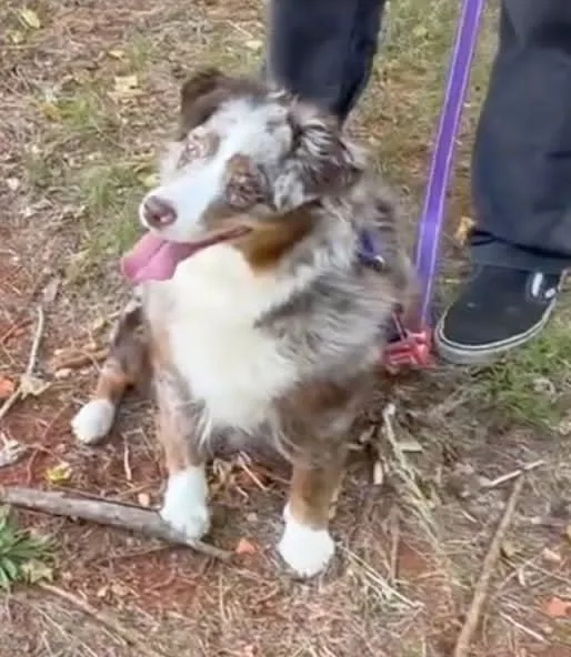 An adult medium-sized female Merle (Red) Australian Shepherd dog named Athena for adoption in Alexandria, VA