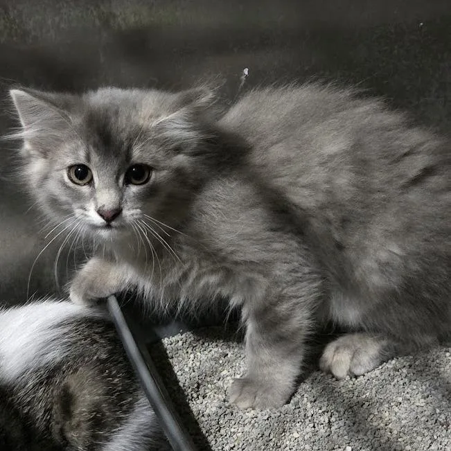 A baby small-sized female Gray / Blue / Silver Domestic Short Hair cat named Belle for adoption in Sioux Falls, SD