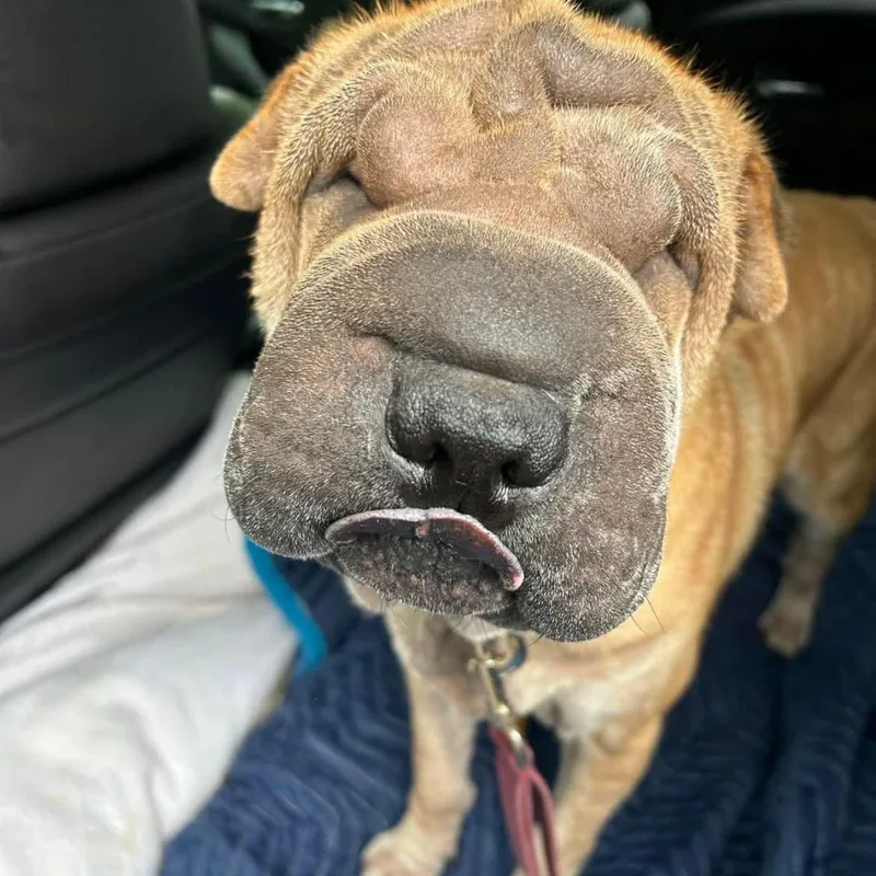 Cillian Murpei thumbnail 5