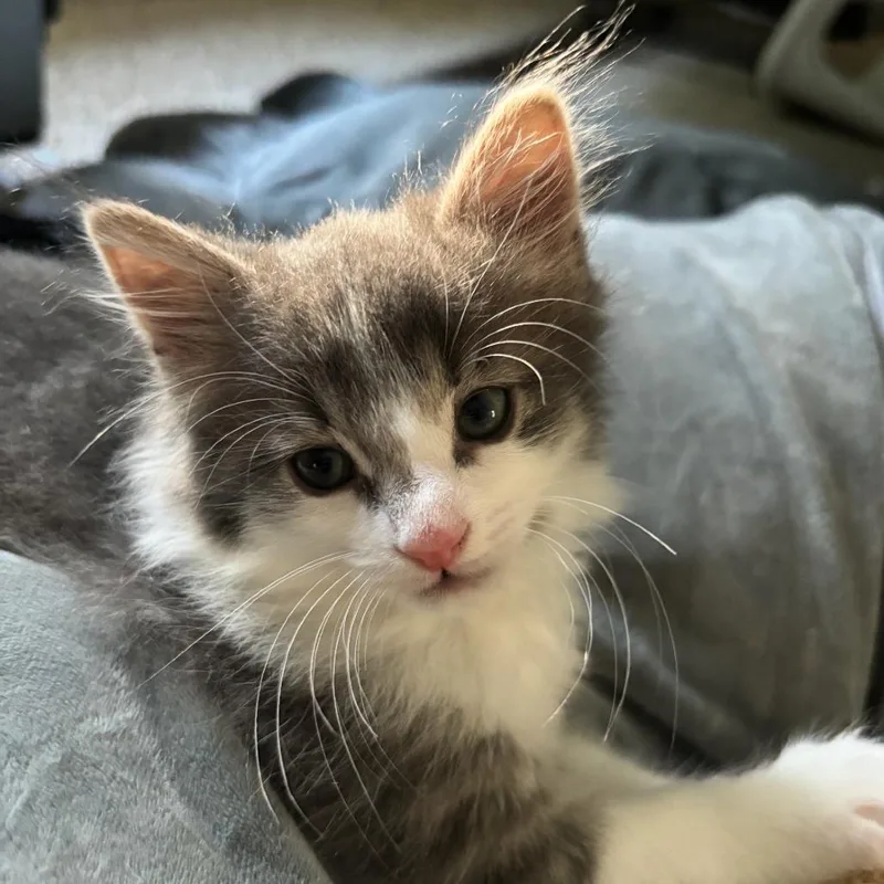 A baby small-sized male White Domestic Medium Hair cat named Louie for adoption in Reisterstown, MD