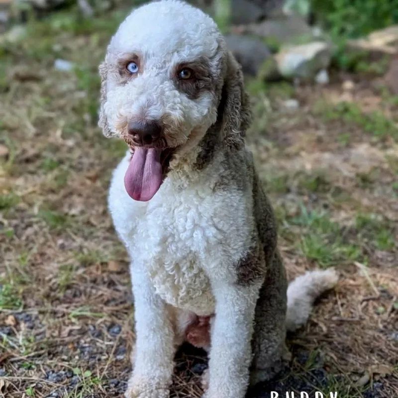 Buddy