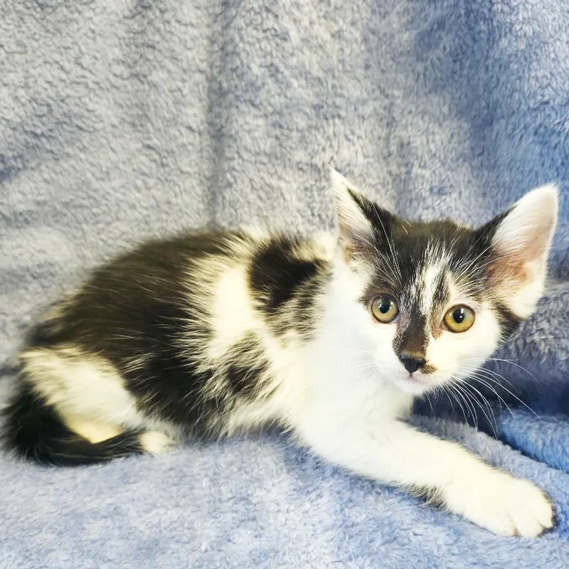 A baby small-sized female Black Domestic Short Hair cat named Staccato for adoption in Mount Juliet, TN