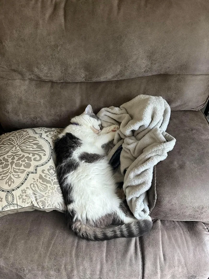 A young medium-sized female Domestic Short Hair cat named Georgia for adoption in Clarksville, IN