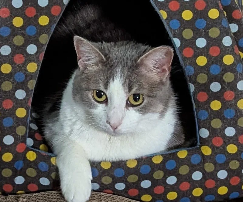An adult medium-sized female American Shorthair cat named Cheerio for adoption in Harrisburg, PA