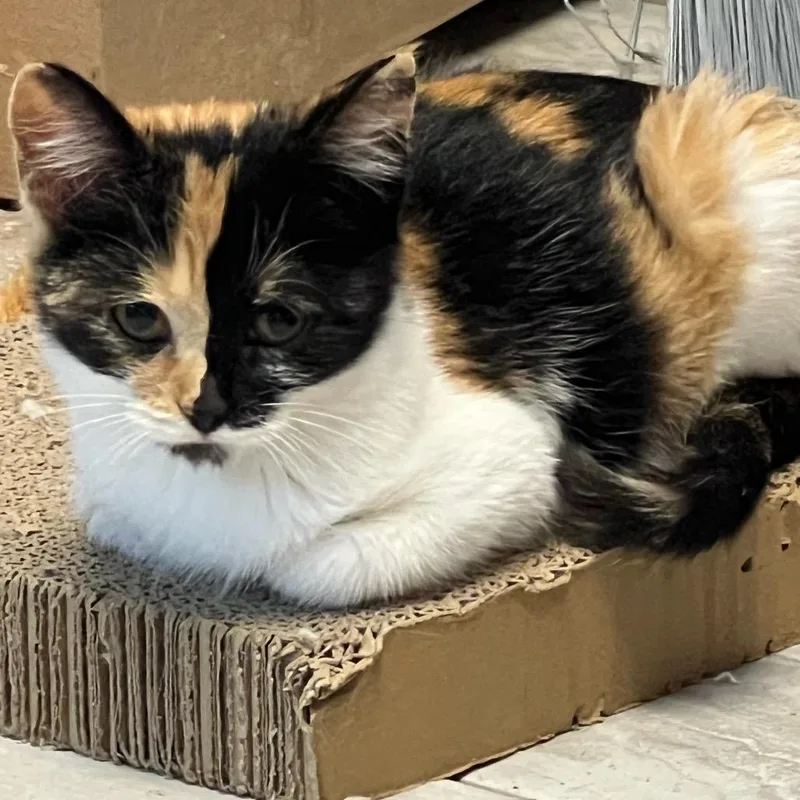 A baby small-sized female Calico Domestic Short Hair cat named Mantis for adoption in Granville, OH