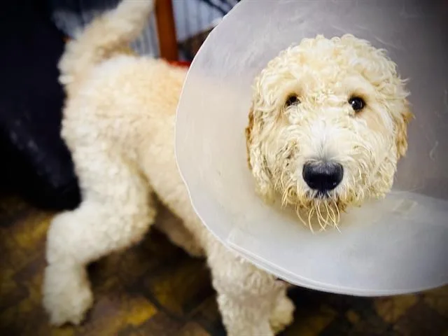 An adult large-sized male Poodle dog named Clifford for adoption in Orlando, FL