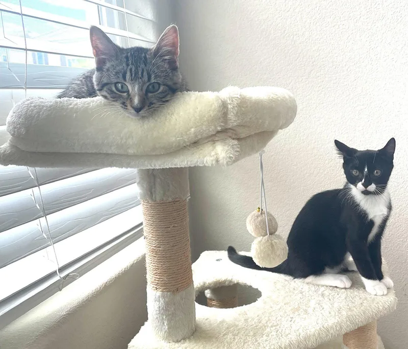 A baby medium-sized female Black & White / Tuxedo Tuxedo cat named Belle Loren for adoption in San Jose, CA
