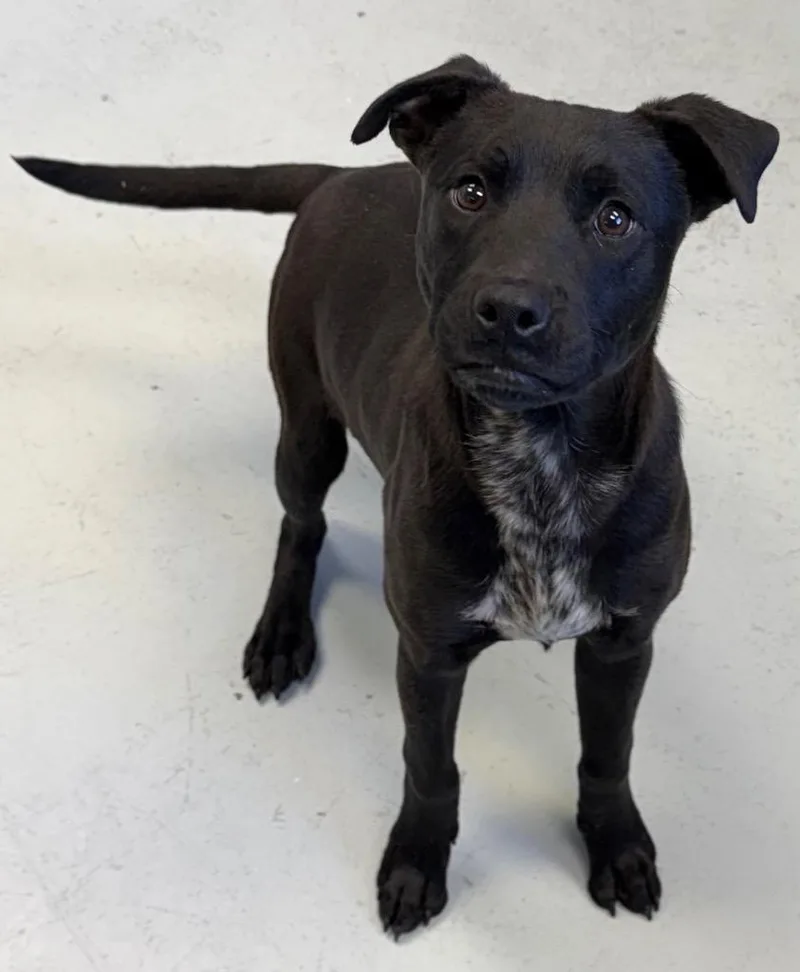 A baby small-sized male Labrador Retriever dog named Jet for adoption in Greenwood, MS