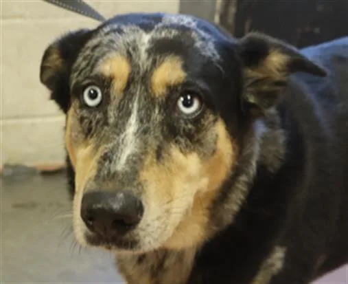A young large-sized female Mixed Breed dog named Marley for adoption in Columbia, SC