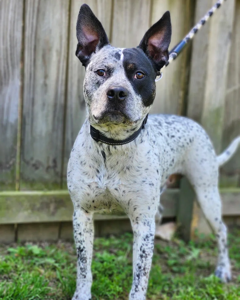 An adult medium-sized male Black Australian Cattle Dog / Blue Heeler dog named Ruger coming soon for adoption in Sheboygan, WI