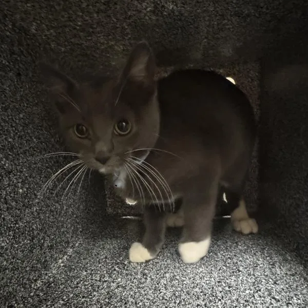 A baby small-sized male Domestic Short Hair cat named Jovaughn for adoption in Des Moines, IA