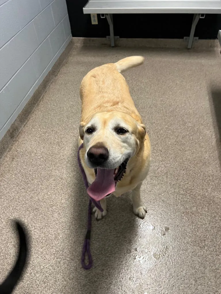 An adult extra large-sized male Labrador Retriever dog named Cream for adoption in Troy, OH