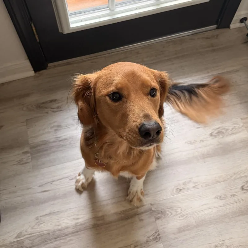 An adult medium-sized female Brown / Chocolate Golden Retriever dog named Spicy for adoption in New Orleans, LA