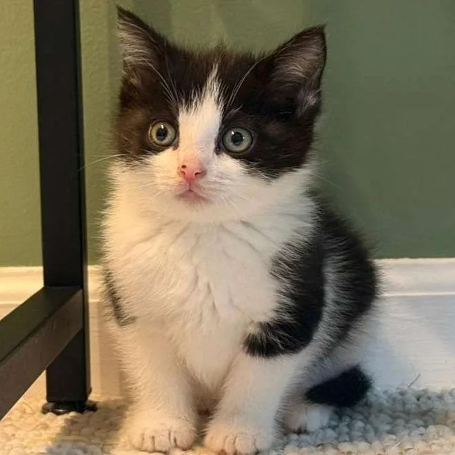 A baby small-sized female Black Domestic Short Hair cat named Pop for adoption in Winchester, VA
