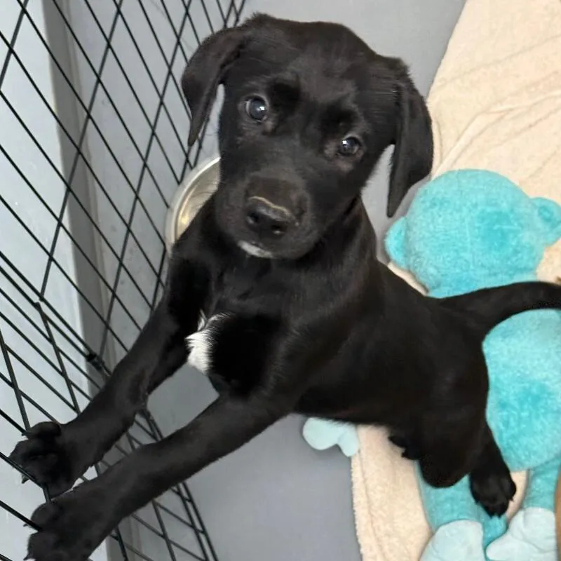 A baby medium-sized female Mixed Breed dog named Ciabatta for adoption in Roanoke, VA