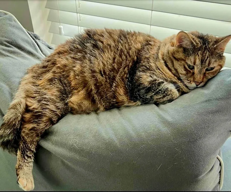 A senior large-sized female Tabby (Brown / Chocolate) Domestic Short Hair cat named Ceelee for adoption in Columbia, SC