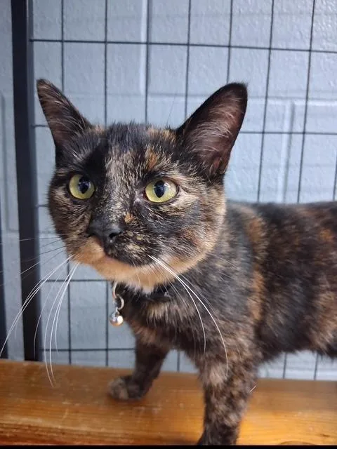 A young large-sized female Tortoiseshell Domestic Short Hair cat named Chloe for adoption in Bryan, OH