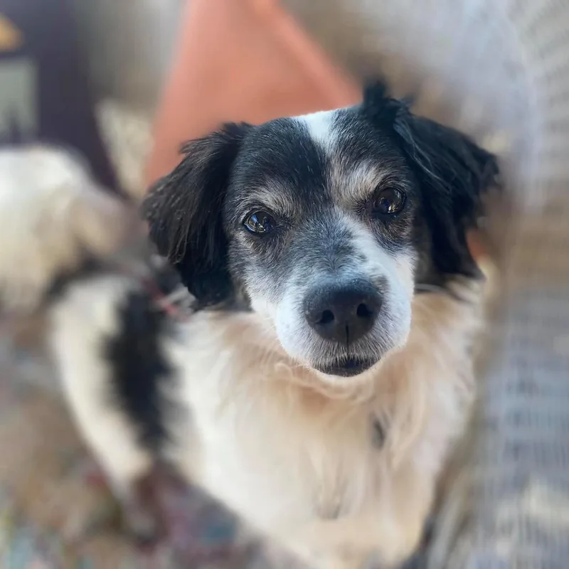 A senior small-sized male White / Cream Spaniel dog named Louie B Dog for adoption in Ramona, CA