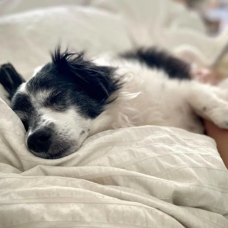 Louie B Dog thumbnail 2