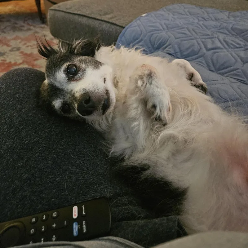 Louie B Dog thumbnail 4