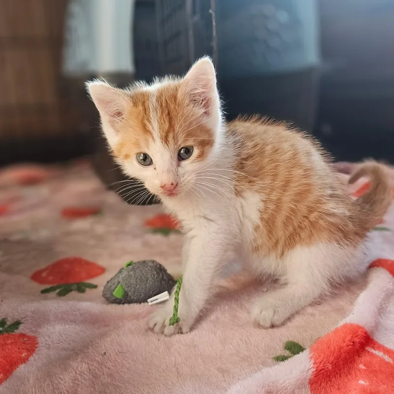 A baby small-sized male Orange / Red Domestic Short Hair cat named Nickel for adoption in Watertown, NY